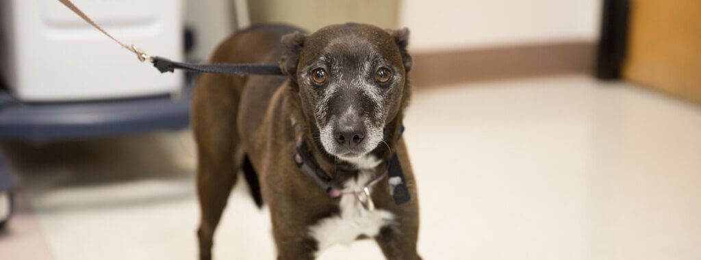 Senior dog in hospital lobby