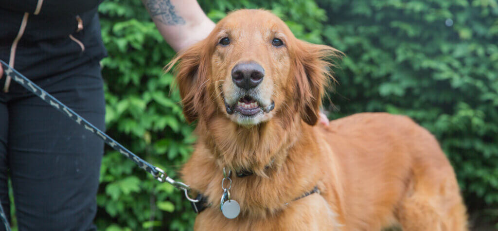 Golden retriever outside on leash