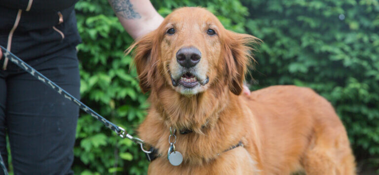 Golden retriever outside on leash
