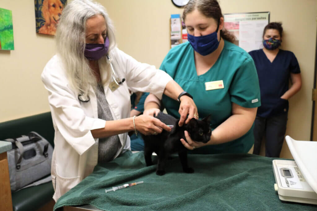 Advanced Veterinary Care - Animal Health Associates