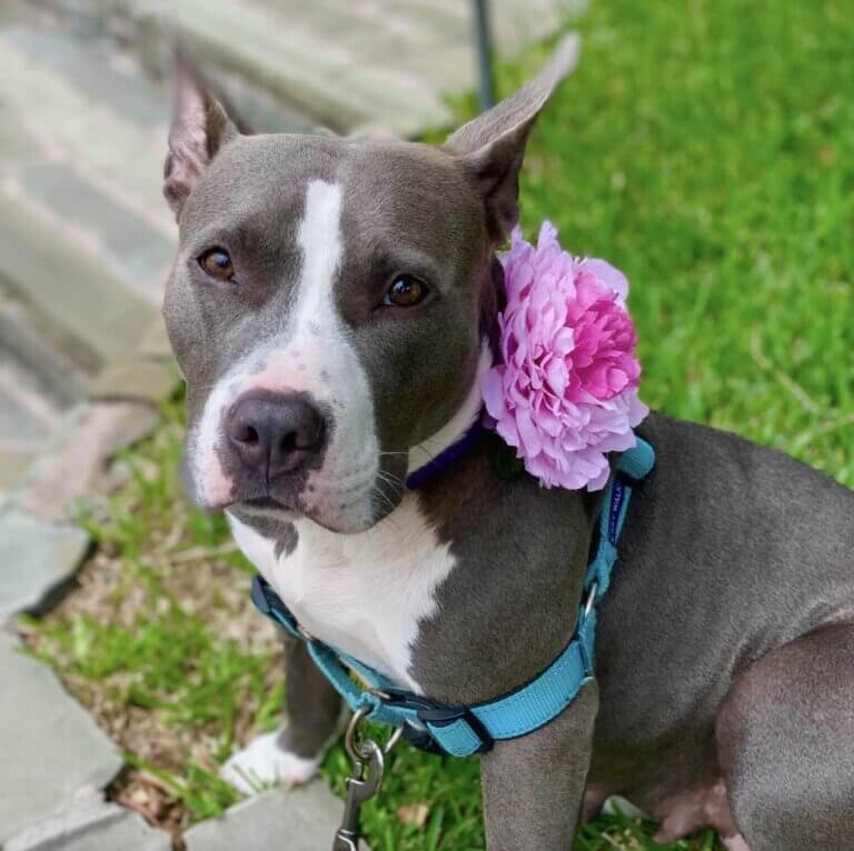 Animal Health Associates - Eugene, Oregon