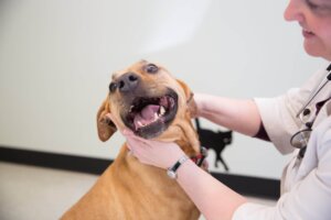 Animal Health Associates - Eugene, Oregon