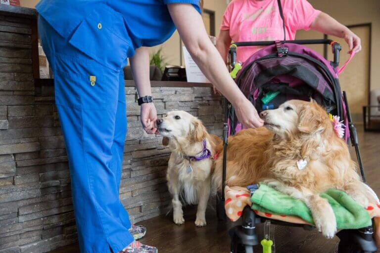 Animal Health Associates - Eugene, Oregon