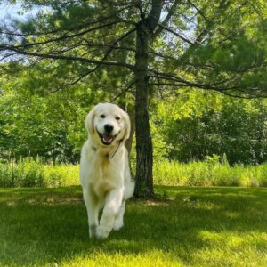 Animal Health Associates - Eugene, Oregon