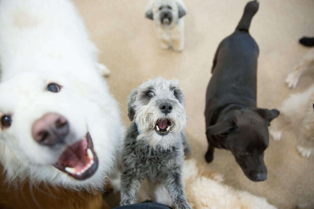 Animal Health Associates - Eugene, Oregon